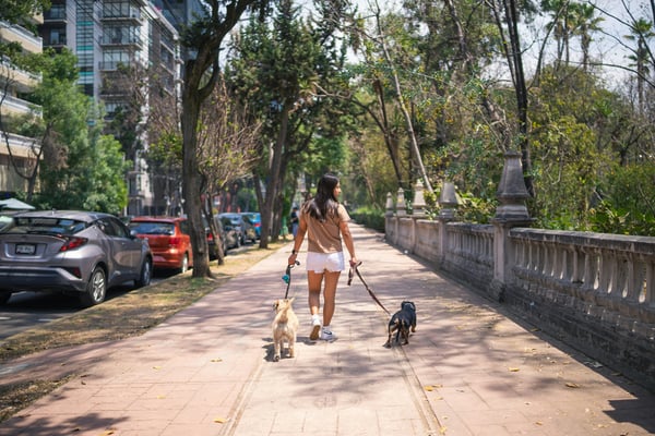 Woman walking two dogs along a tree-lined boulevard in Mexico City